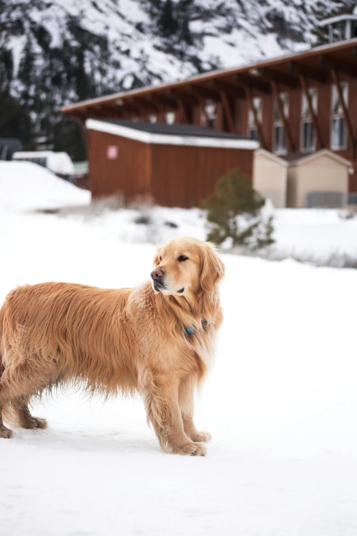 a dog that is standing in the snow, log homes, mammoth, college, golden