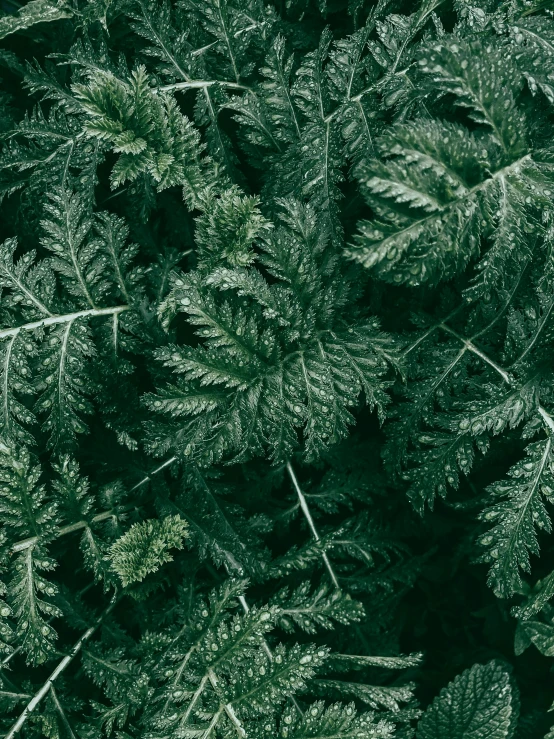 a close up of a bunch of green plants, an album cover, inspired by Elsa Bleda, trending on unsplash, baroque, black fir, frosted texture, textless, profile image