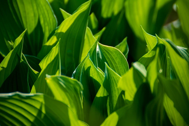 a close up of a bunch of green leaves, by David Simpson, unsplash, fan favorite, lilies, verdant green fields, evening sunlight