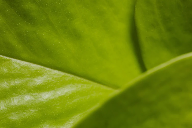 a close up view of a green leaf, unsplash, fine details 8k octane rendering, detailed product shot, ready to eat, where a large