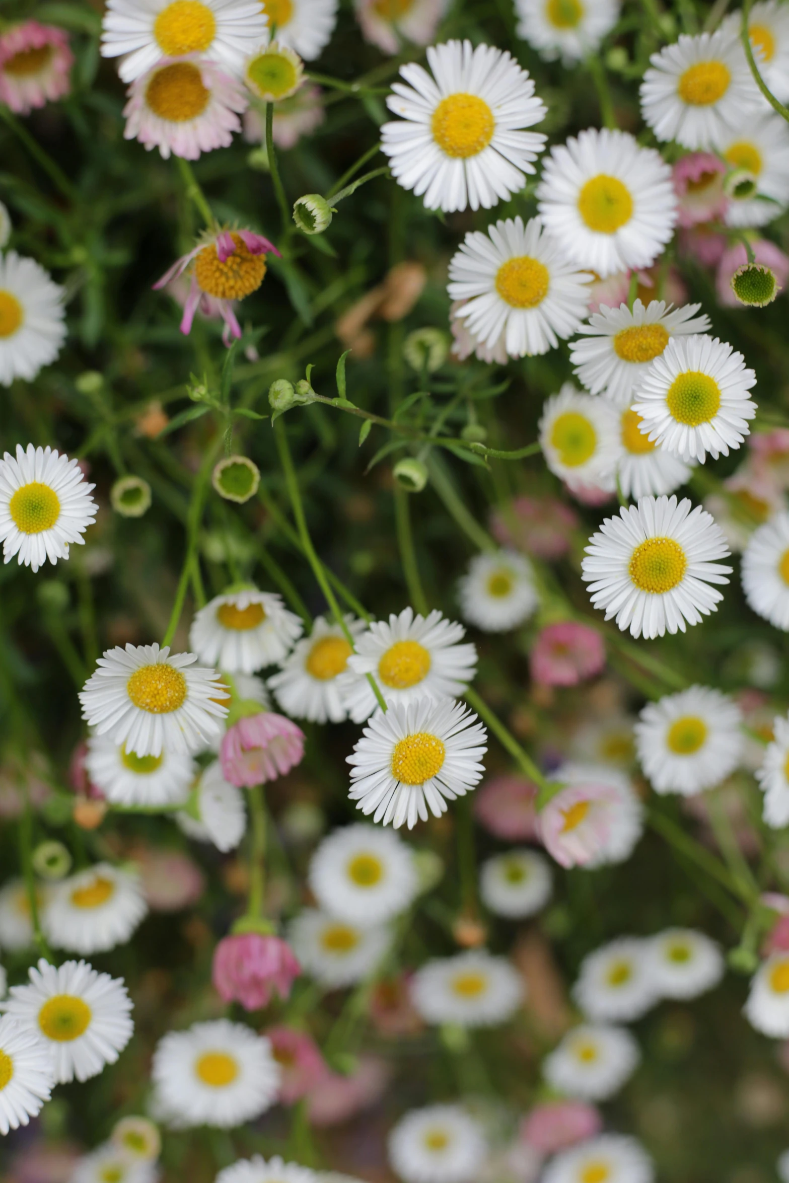 a bunch of white and pink flowers, lots of little daisies, taken in the late 2010s, hanging gardens, swirling around