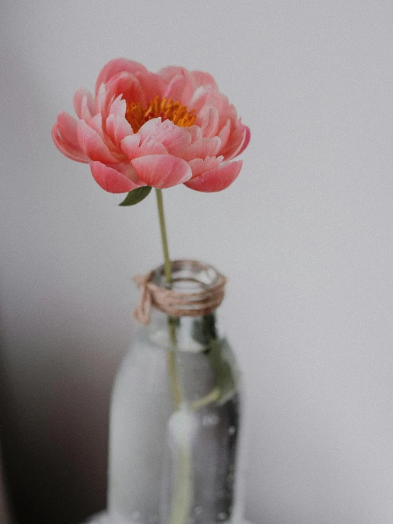 a pink flower in a glass vase on a table, unsplash, hyperrealism, bottle, low quality photograph, trending photo, made of glazed