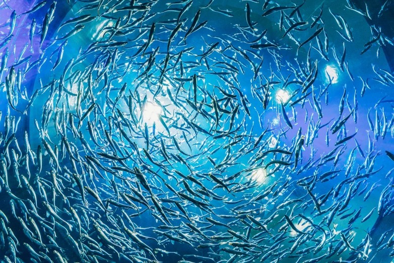 a group of fish swimming in the ocean, a digital rendering, by david rubín, pexels, swirling schools of silver fish, with blue light inside, view from below, albert kiefer