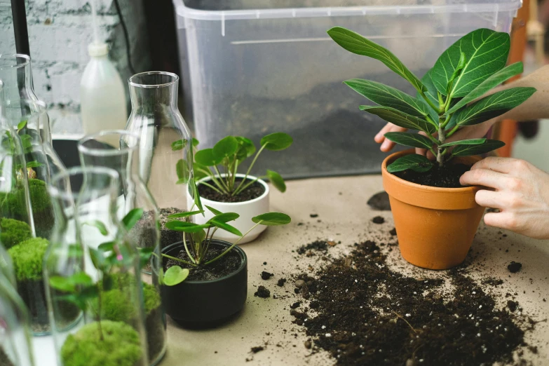 a close up of a person holding a plant in a pot, a still life, unsplash, lots of jars and boxes of herbs, micro - organisms, glass greenhouse, watering can