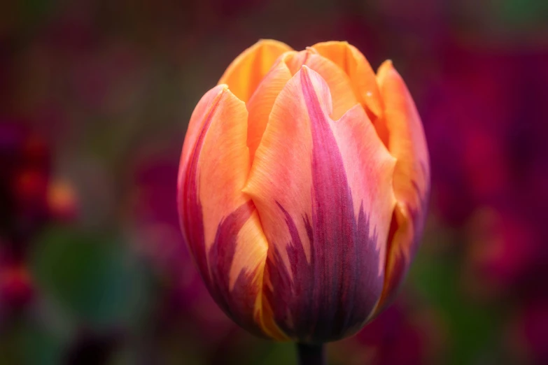 a close up of a flower with a blurry background, by Jan Rustem, pexels contest winner, tulip, gradient orange, luscious brushstrokes, highly ornamental