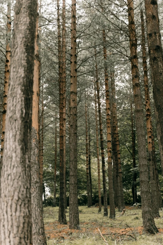 a person riding a horse through a forest, inspired by Elsa Bleda, unsplash, renaissance, huge tree trunks, ((trees)), pine wood, grey