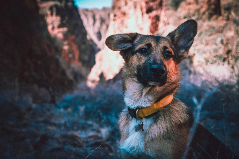 a close up of a dog wearing a collar, pexels contest winner, canyon, avatar image, thumbnail, cinematic full shot