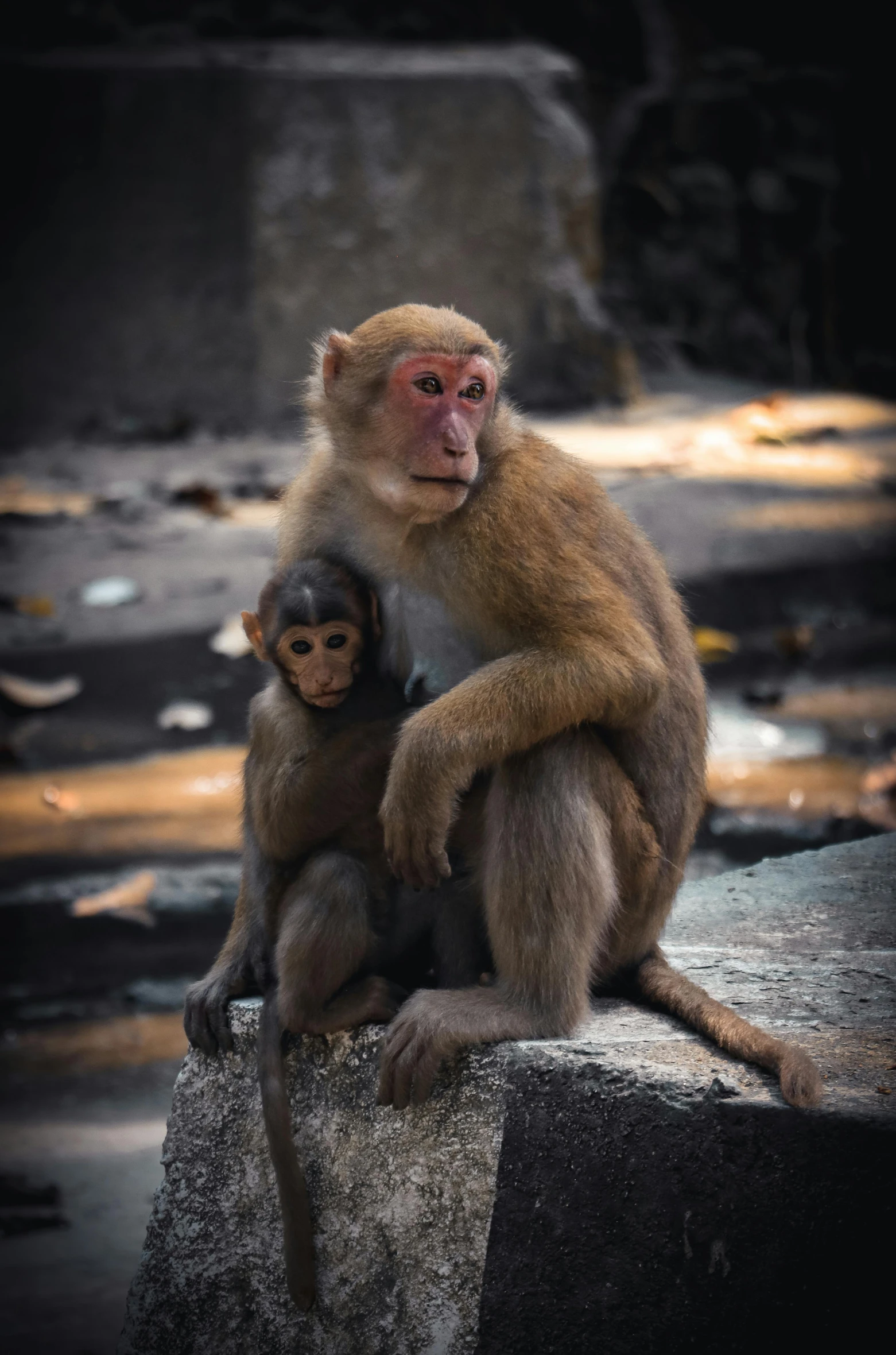 a monkey sitting on top of a rock next to a baby monkey, flickr, multiple stories, full frame image, asia