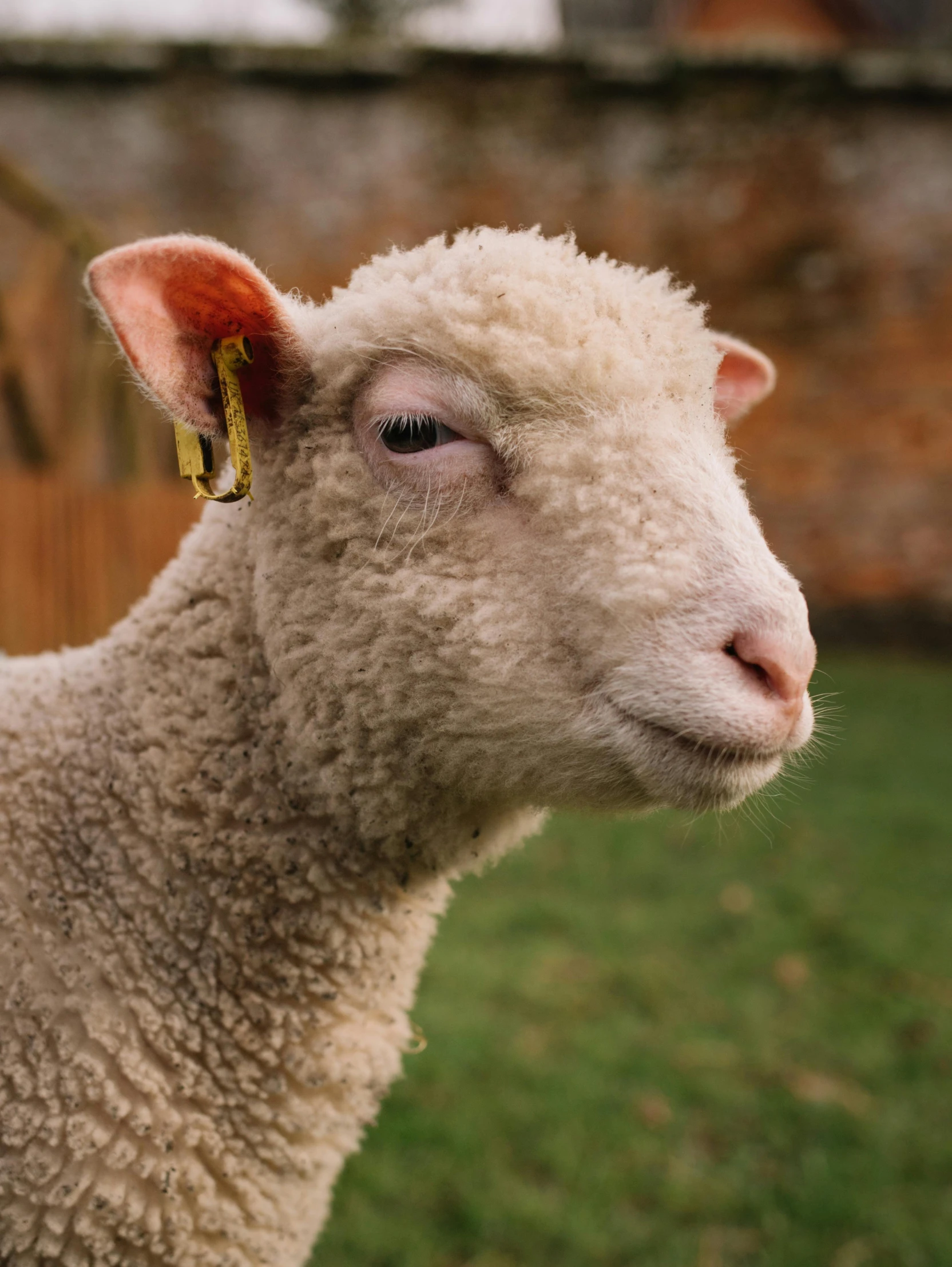 a sheep standing on top of a lush green field, trending on pexels, renaissance, small nose with freckles, soft oval face, and, flash photo