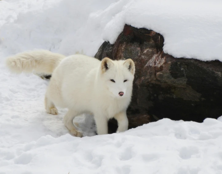 a white dog standing in the snow next to a log, pexels contest winner, hurufiyya, female fox, inuit, young male, weasel