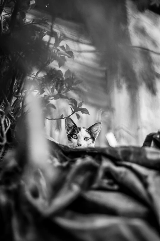 a black and white photo of a cat, by Adam Marczyński, in a jungle, hiding, a phoenix, 8k 50mm iso 10