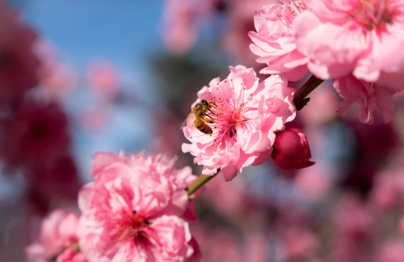 a bee on a pink flower with a blue sky in the background, with fruit trees, thumbnail, sakura bloomimg, full frame image