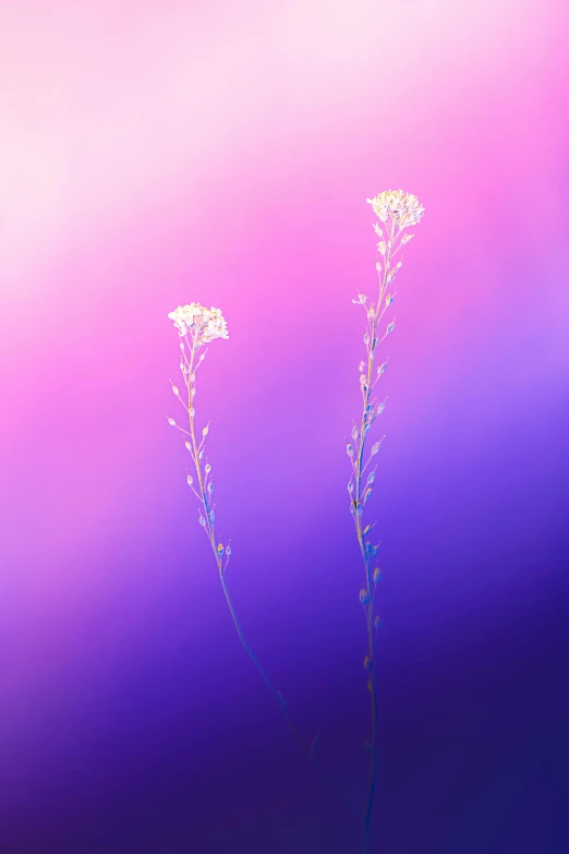 a couple of flowers sitting on top of a lush green field, a picture, by Jan Rustem, conceptual art, gradient light purple, stems, soft light - n 9, inverse color