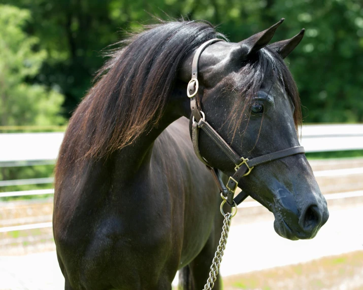 a brown horse standing on top of a lush green field, black silky hair, profile image, arabian, dlsr photograph