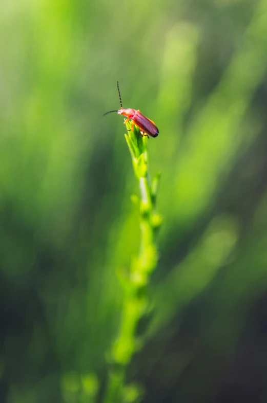 a bug sitting on top of a green plant, by Adam Marczyński, pexels, high resolution print :1 red, firefly, tall thin, 15081959 21121991 01012000 4k