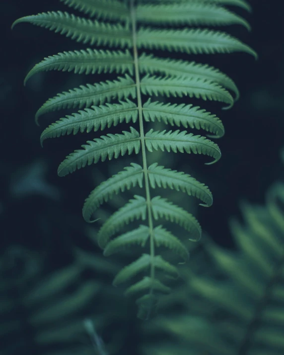 a close up of a fern leaf on a dark background, trending on pexels, album cover, multiple stories, lo-fi, ((greenish blue tones))