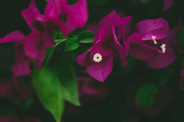 a bunch of purple flowers with green leaves, pexels contest winner, bougainvillea, rich moody colour, instagram post, cinematic shot ar 9:16 -n 6 -g