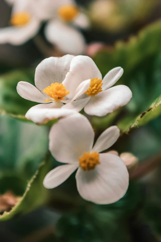 a group of white flowers with green leaves, a macro photograph, by Jacob Toorenvliet, unsplash, multiple stories, protophyta, full frame image