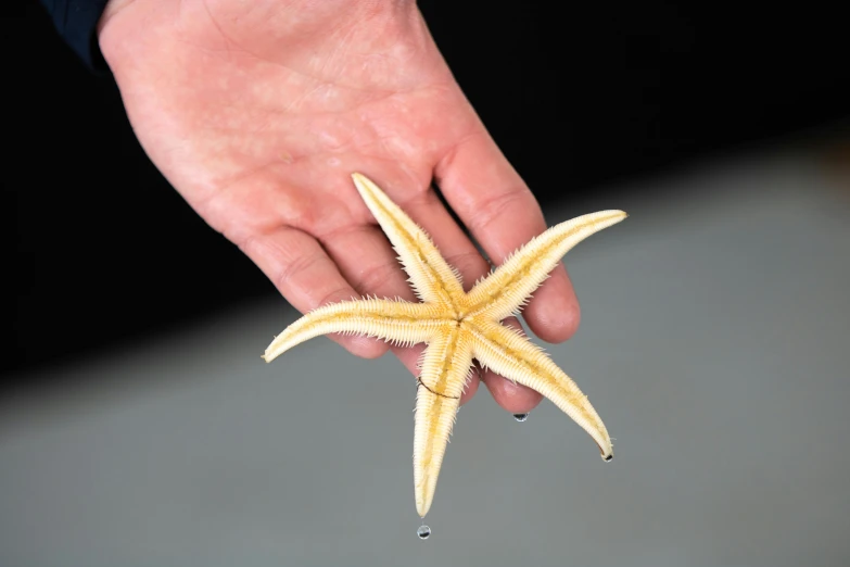 a person holding a starfish in their hand, an album cover, inspired by Vija Celmins, pexels, hurufiyya, with a black background, uncrop, ultra - realistic, local conspirologist