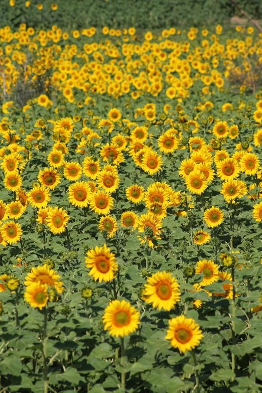 a field of sunflowers on a sunny day, an album cover, in spain, award - winning photo ”, colorful”