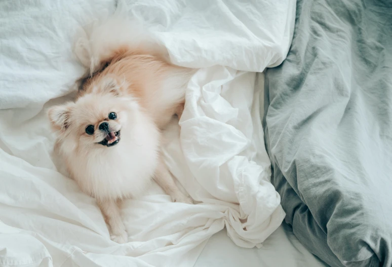 a small white dog laying on top of a bed, pexels contest winner, baroque, pomeranian, flowing silk sheets, manuka, gif