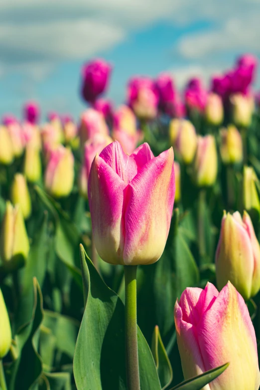 a field full of pink tulips under a blue sky, by Jan Tengnagel, unsplash, green magenta and gold, boston, color”