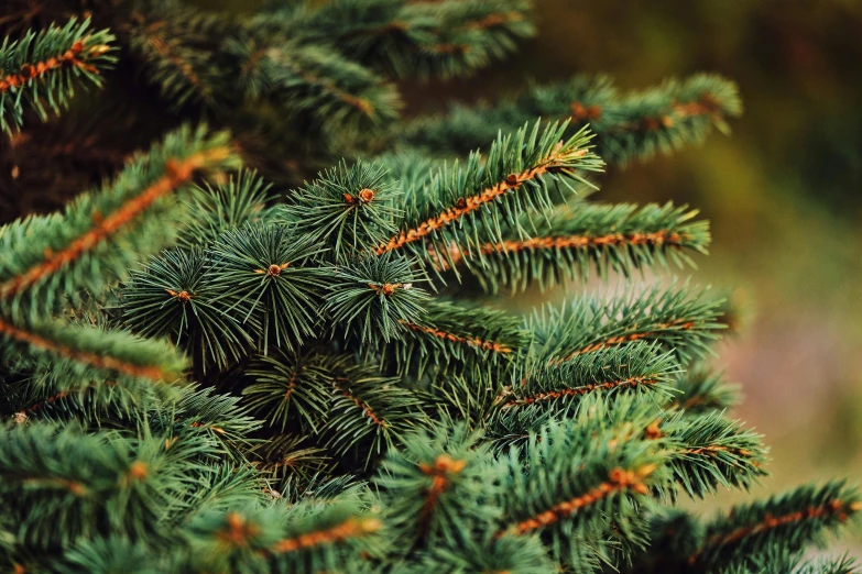 a close up of a pine tree with green needles, 🦩🪐🐞👩🏻🦳, istock, festive, blue and green