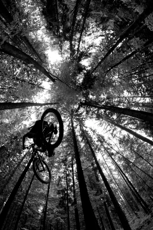 a person riding a bike through a forest, a black and white photo, low angle!!!!, high above the ground, red woods canopy, deep!!!!!