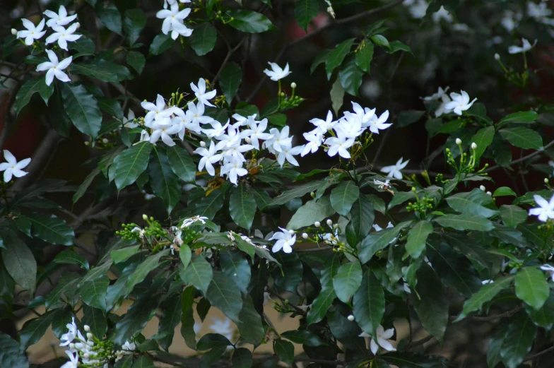 a bush with white flowers and green leaves, by Gwen Barnard, hurufiyya, fan favorite, vanilla, bangalore, jasmine