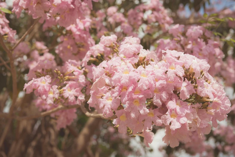 a bunch of pink flowers on a tree, unsplash, wearing pink floral chiton, sweet acacia trees, color image, rhys lee