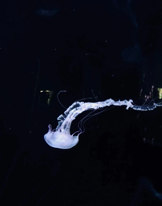 a jellyfish floating in the water at night, a hologram, by Mandy Jurgens, unsplash contest winner, trending on vsco, taken in zoo, lightning in a bottle, 2 0 0 0's photo