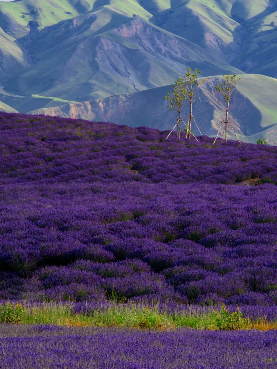 a field of purple flowers with mountains in the background, by Yasushi Sugiyama, unsplash contest winner, color field, russia, with soft bushes, ((purple)), salvia