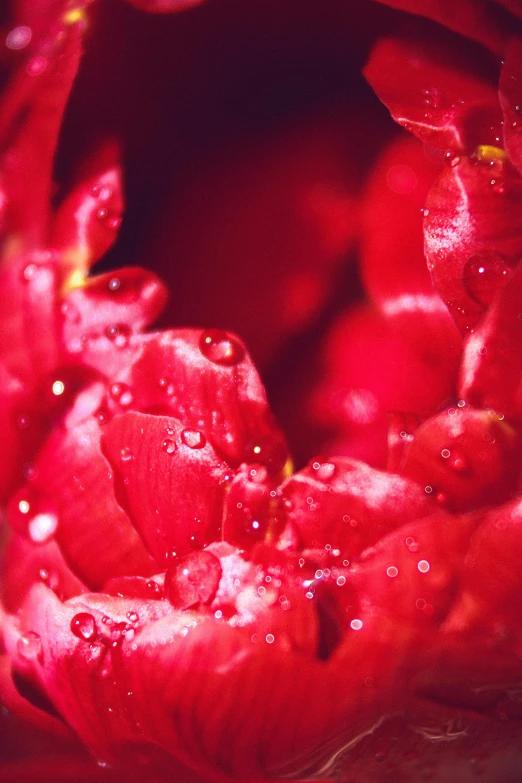 a close up of a red flower with water droplets, inspired by Li Di, shutterstock contest winner, romanticism, roses and tulips, coxcomb, hearts, peony