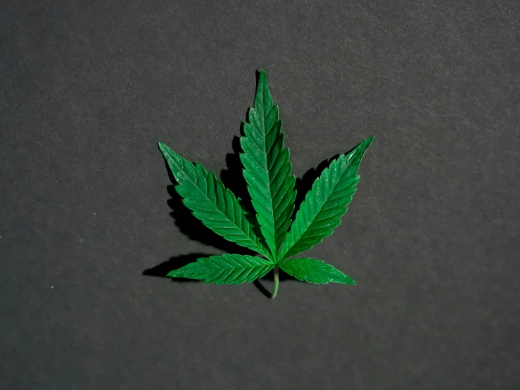 a marijuana leaf on a black surface, trending on pexels, miniature product photo, 王琛, high quality 3d realistic, instagram post