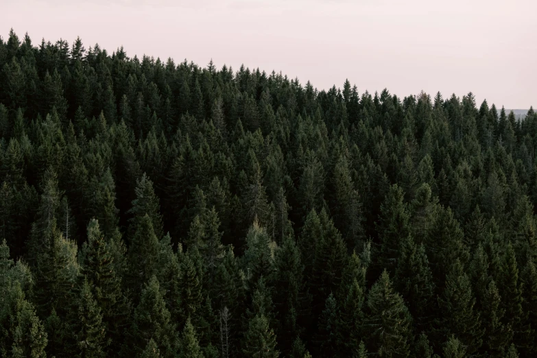 a forest filled with lots of green trees, an album cover, trending on unsplash, black fir, sustainable materials, twilight ; wide shot, plain background