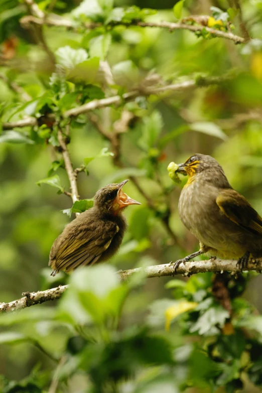 a couple of birds sitting on top of a tree branch, by Jan Tengnagel, sumatraism, slide show, yellow beak, motherly, small