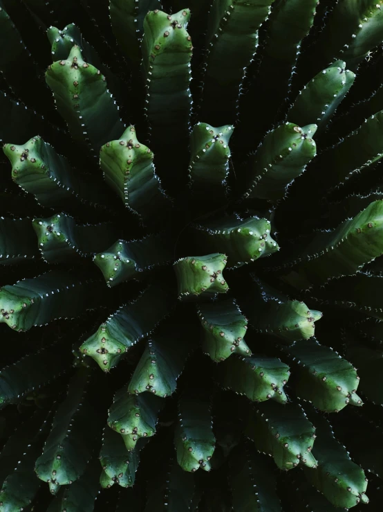 a bird's eye view of a cactus plant, a macro photograph, by Carey Morris, trending on unsplash, sumatraism, dark green leaves, spines and towers, full frame image