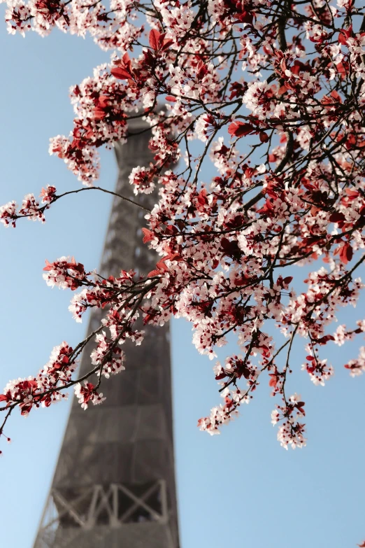 a tree with pink flowers in front of the eiffel tower, inspired by Kōshirō Onchi, happening, lead - covered spire, photograph of april, red and brown color scheme, utrecht