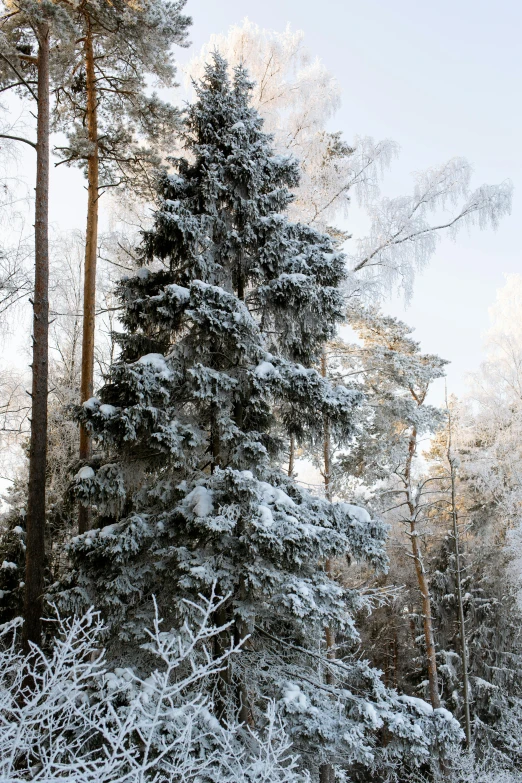 a forest filled with lots of snow covered trees, a photo, inspired by Ivan Shishkin, with a tall tree, espoo, exterior, seen from outside