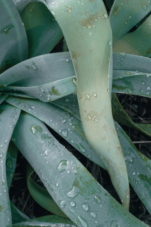 a close up of a plant with water droplets on it, huge spines, large leaves, grey, commercially ready