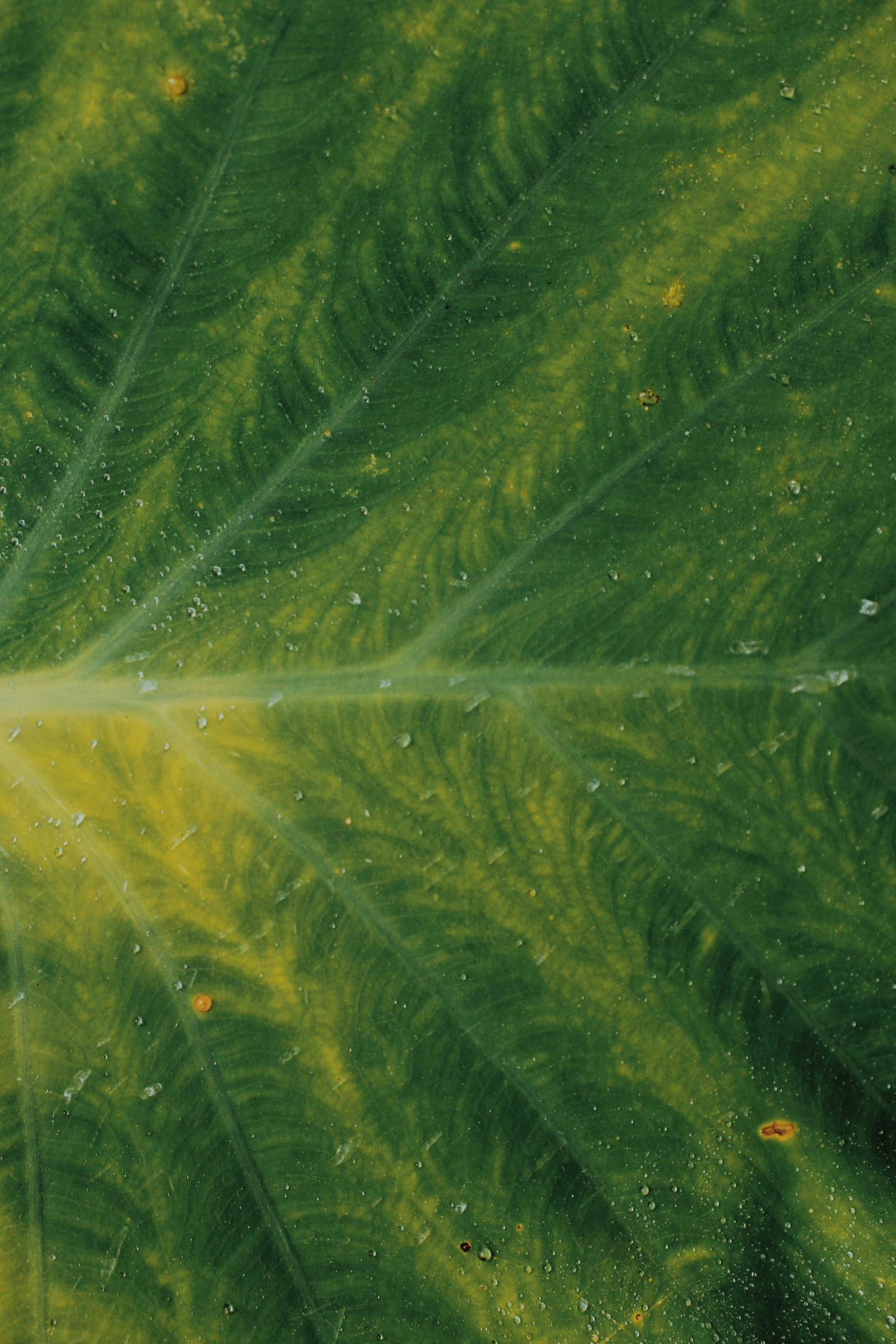 a close up of a leaf with water droplets, by Adam Chmielowski, renaissance, mustard, still from nature documentary, high-angle, farming