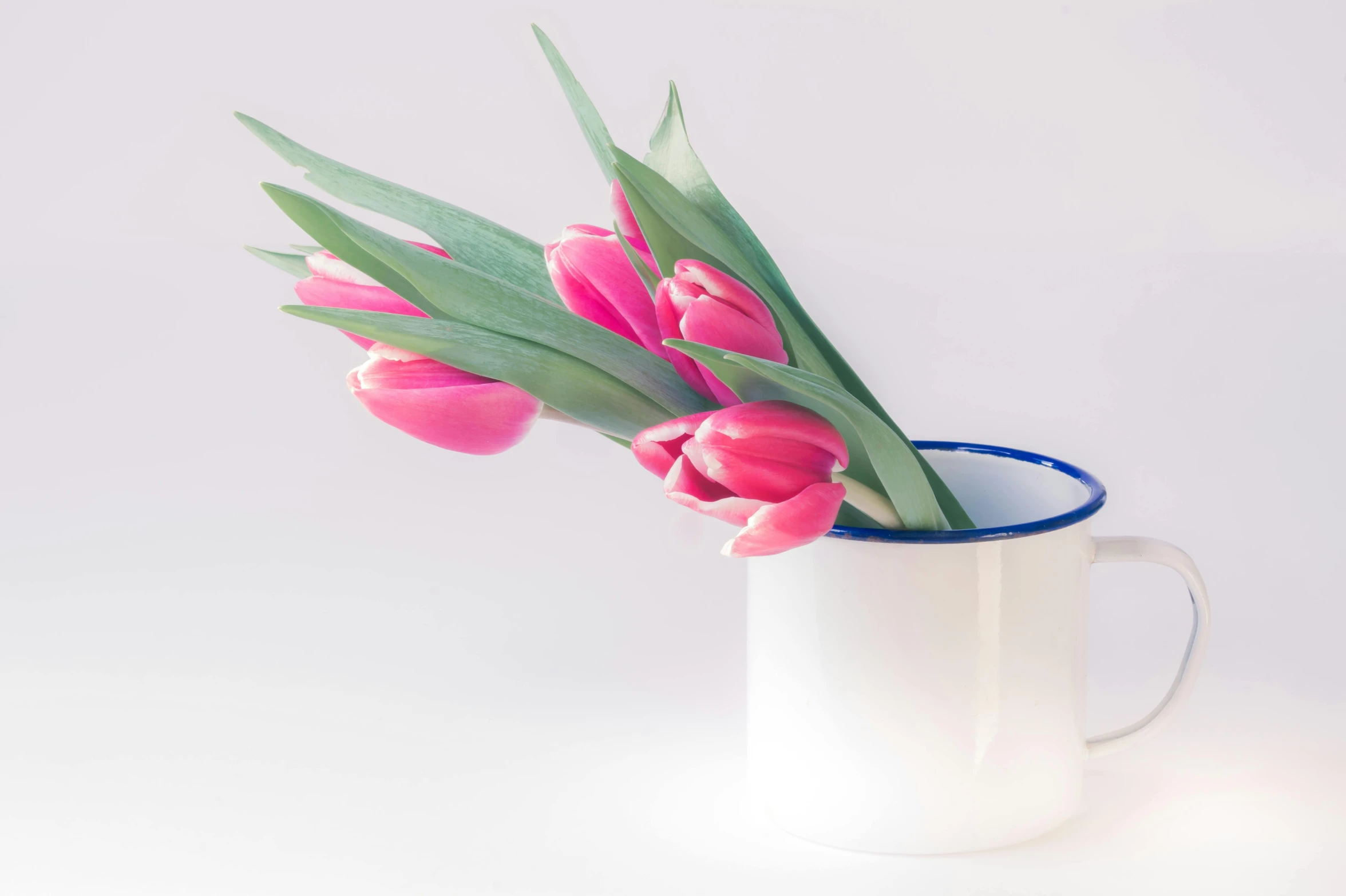 a white cup with pink tulips in it, by Andries Stock, pexels contest winner, enamel, stems, high resolution, buds