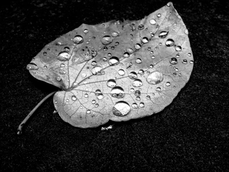 a black and white photo of a leaf with water droplets, by Jan Rustem, accurate and detailed, by greg rutkowski, photo realistic image, autumn