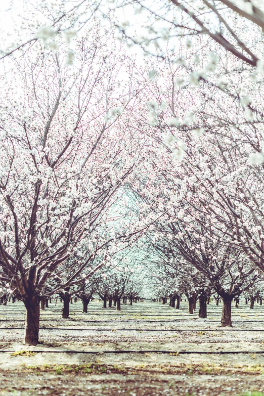 a field filled with lots of trees covered in white flowers, inspired by Elsa Bleda, trending on unsplash, baroque, central california, 2 5 6 x 2 5 6 pixels, cherry trees, (snow)