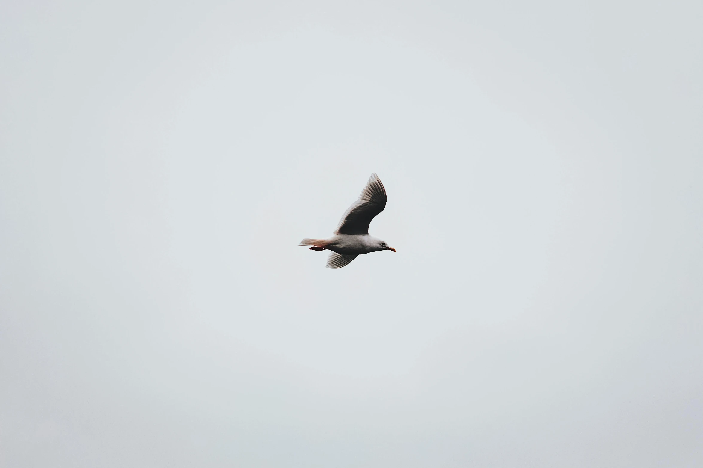 a bird that is flying in the sky, by Attila Meszlenyi, pexels, minimalism, on grey background, low quality, high picture quality, old male