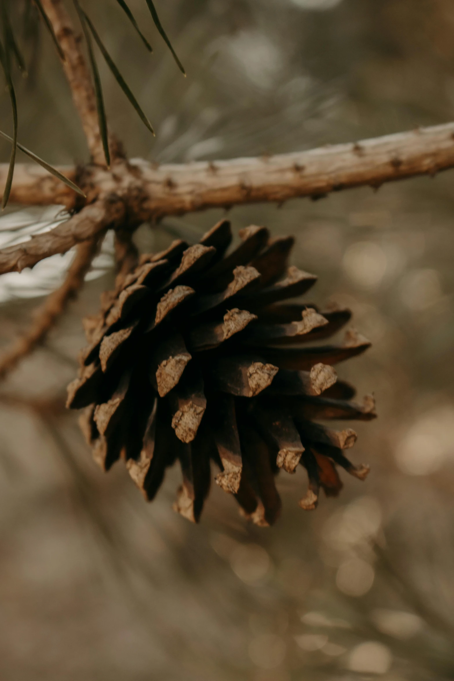 a close up of a pine cone on a tree branch, inspired by Andy Goldsworthy, unsplash, music video, paul barson, 🦑 design, a wooden