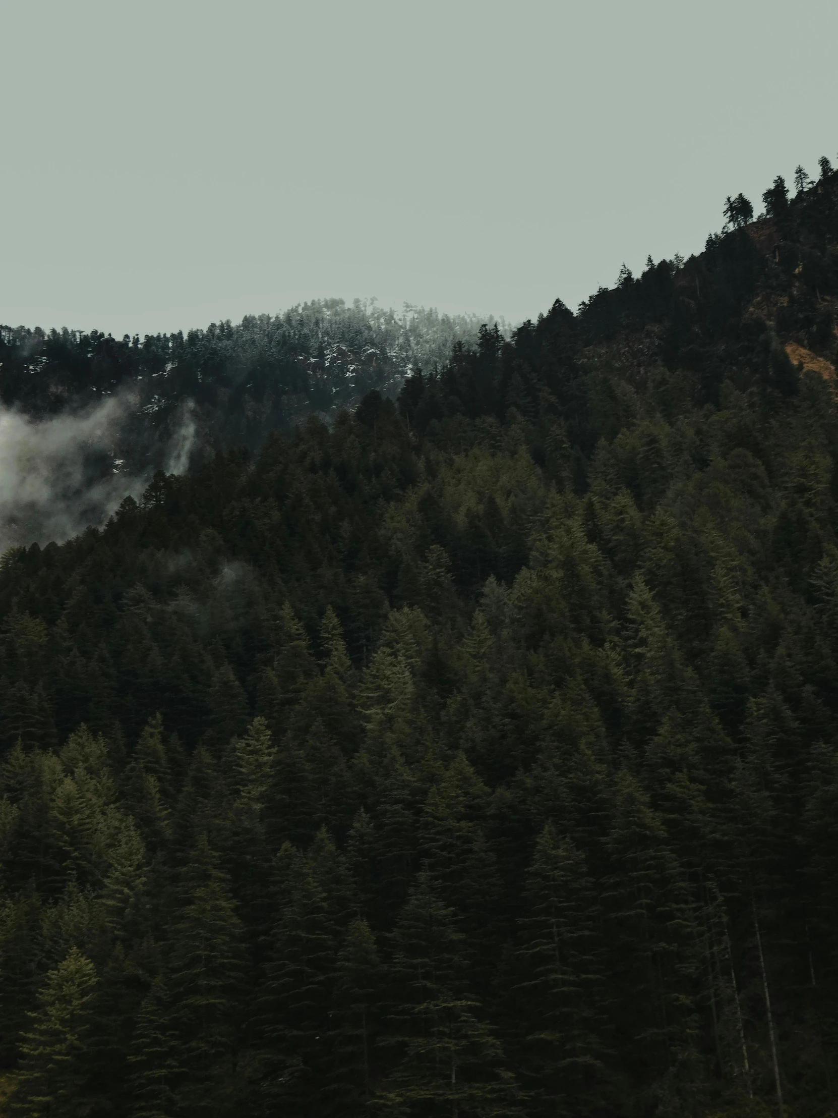 a plane flying over a lush green forest, inspired by Elsa Bleda, pexels contest winner, ominous! landscape of north bend, black fir, faded and dusty, forest with trees with faces