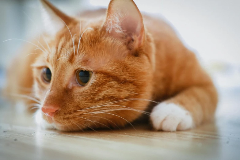a close up of a cat laying on a floor, vibrant orange, looking sad, over his shoulder, whiskers hq