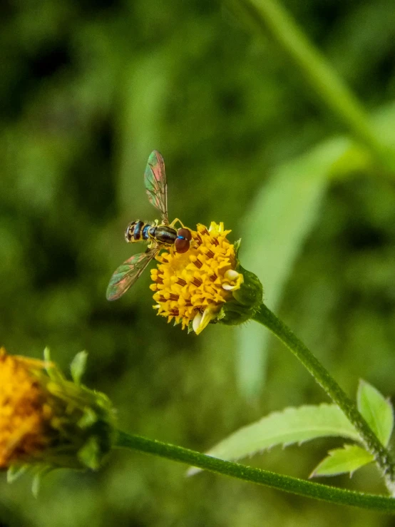 a bee sitting on top of a yellow flower, paul barson, avatar image