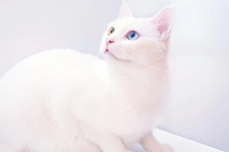 a white cat with blue eyes sitting on a counter, a pastel, pexels contest winner, white background : 3, pearlescent hues, handsome prince, sakimichan